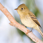 Pacific-slope Flycatcher